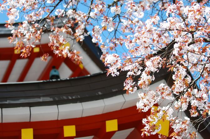 星尘之旅——日本 (八) 樱花之旅 - 吉野山,高野山,和歌山市