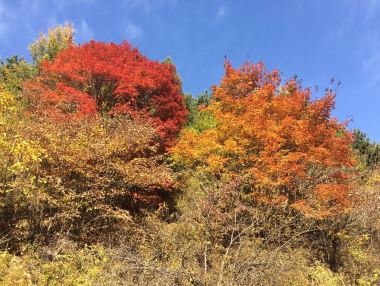 隆化茅荆坝原始森林谷攻略-茅荆坝原始森林谷门票价格多少钱-团购票价