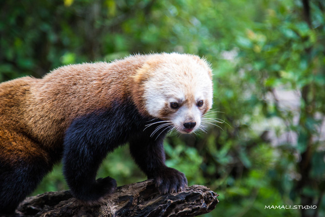 普洱太阳河国家森林公园里的明星动物当然是小熊猫了!