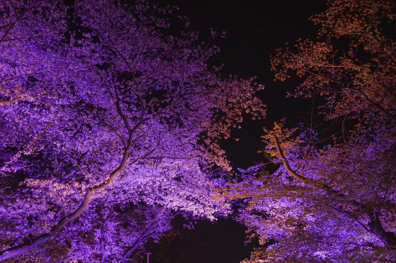 二条城夜樱祭之绚烂紫樱