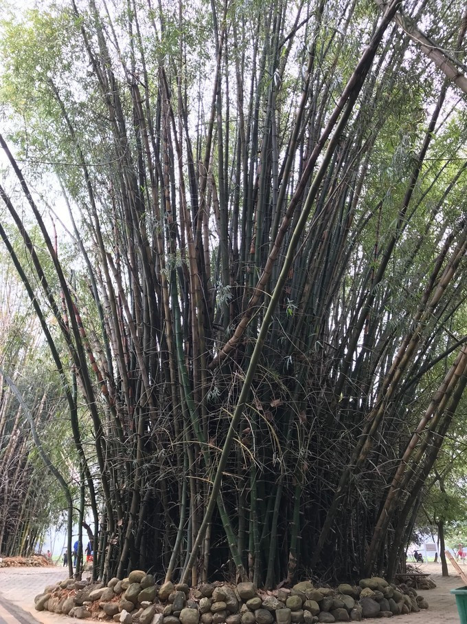 桃源-北京双飞霞客南宁德天瀑布明仕田园自驾a田园玩法游戏图片