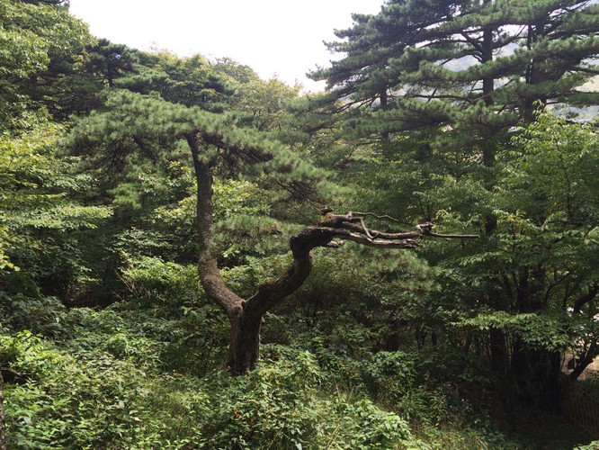 黄山之行,一场说走就走的旅行