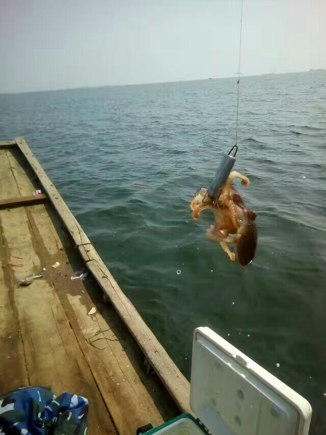 钓八爪鱼