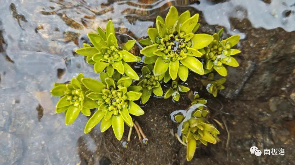 维西旅游——请大神鉴定维西南极洛发现的未知植物