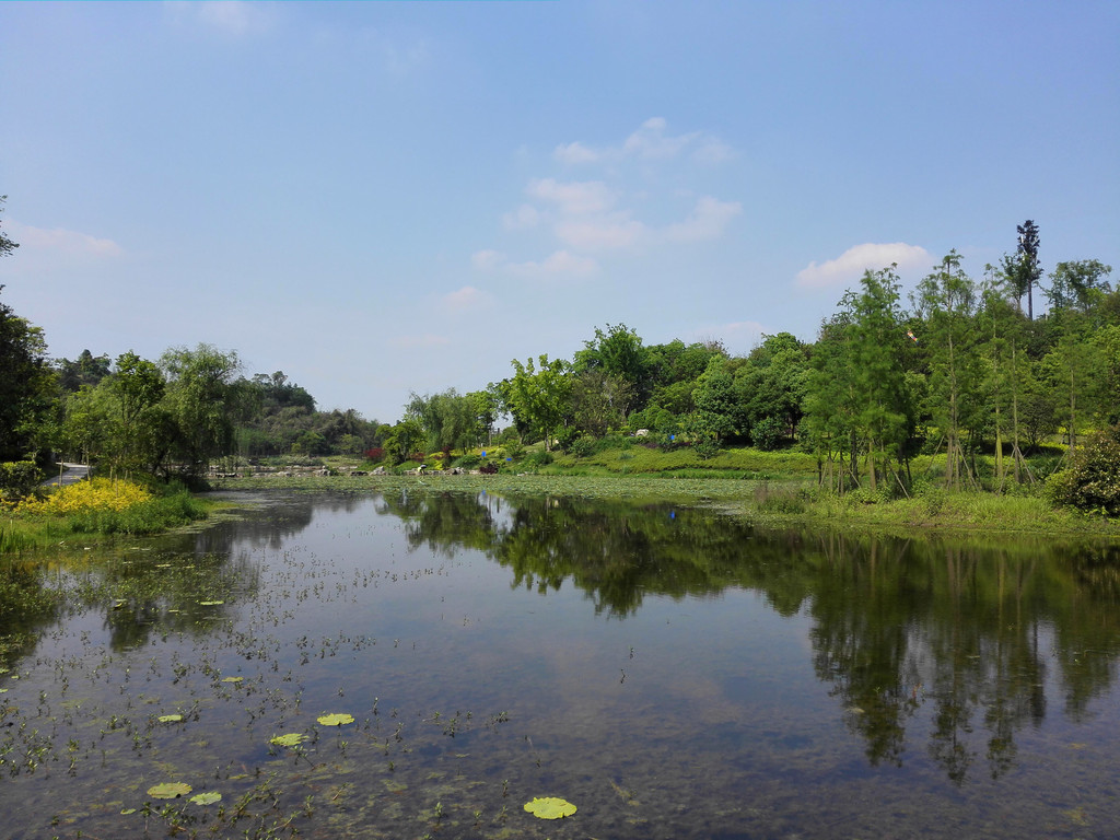 初夏的卧龙湖湿地公园