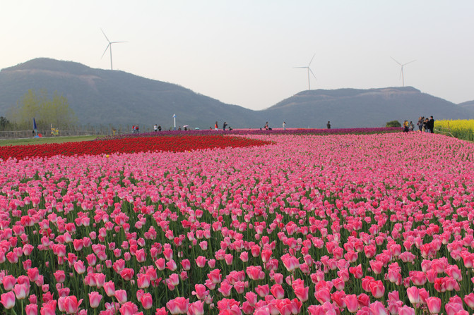 赏花散心好去处 巢湖郁金香高地