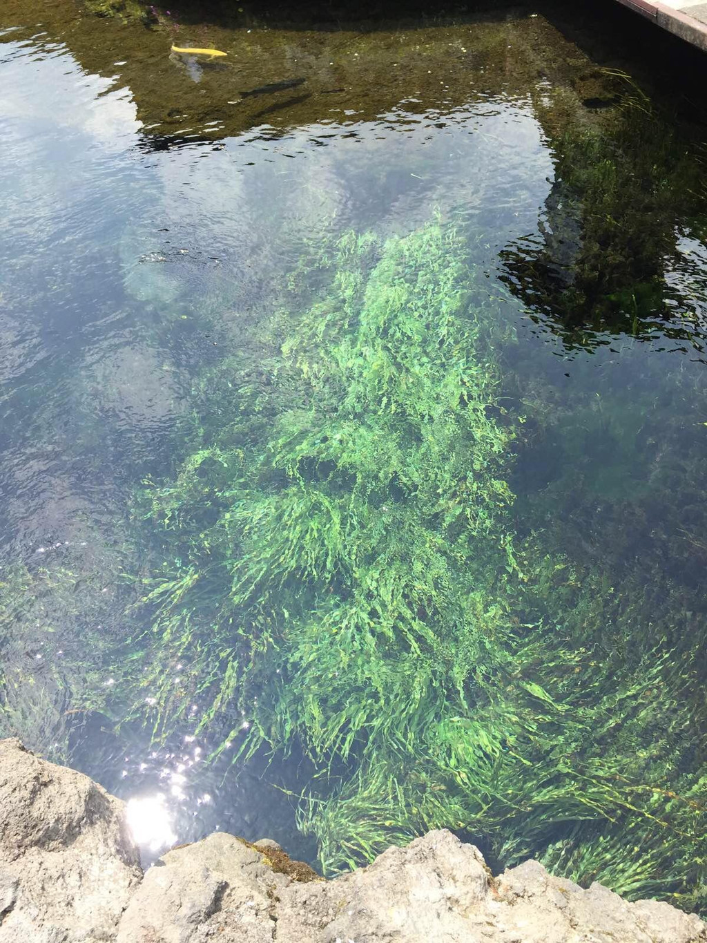 八个海子的水都清澈见底,能看到流动的波纹,不禁想起徐志摩的诗:软泥