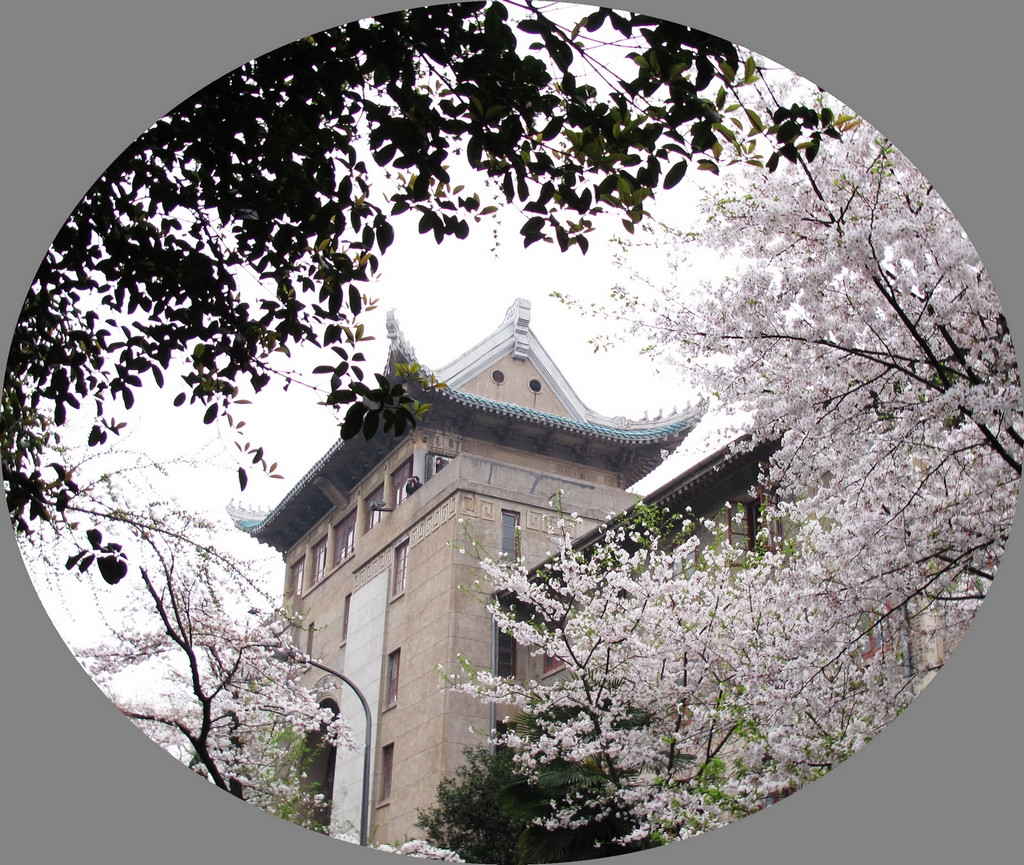 外知名高等学府-百年名校武汉大学)名花(樱花)-行摄武汉大学樱花季