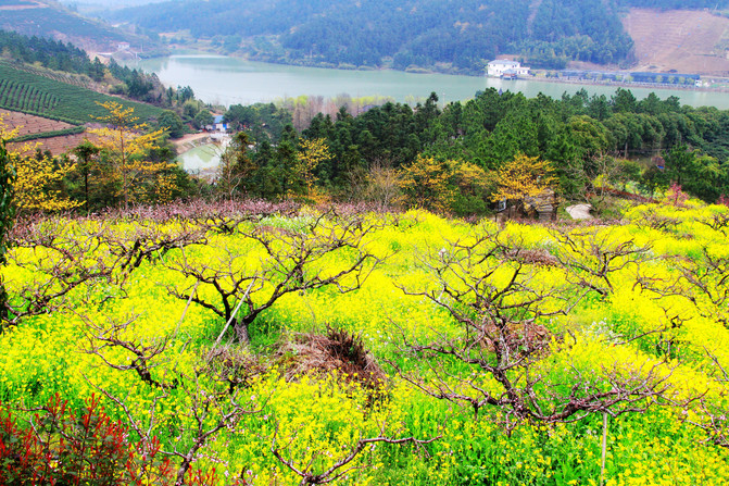 湖州城山沟,现实版的十里桃林