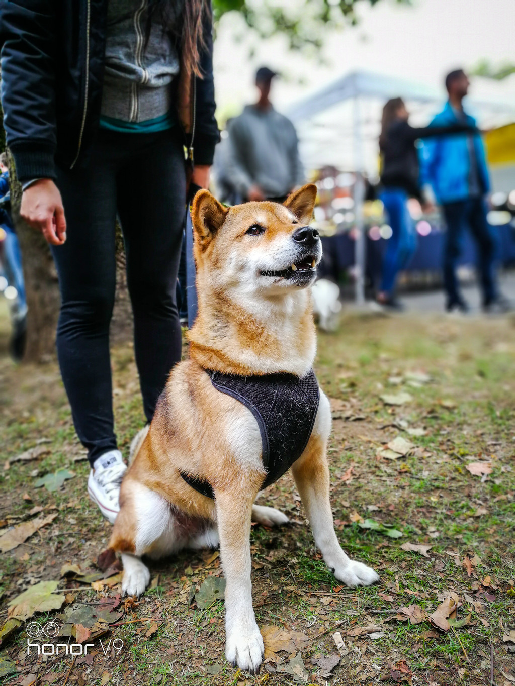 加拿大人也喜欢柴犬啊.