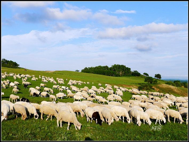 蓝蓝的天空飘着朵朵白云,绿绿的草地上一群肥硕的羊正在吃草