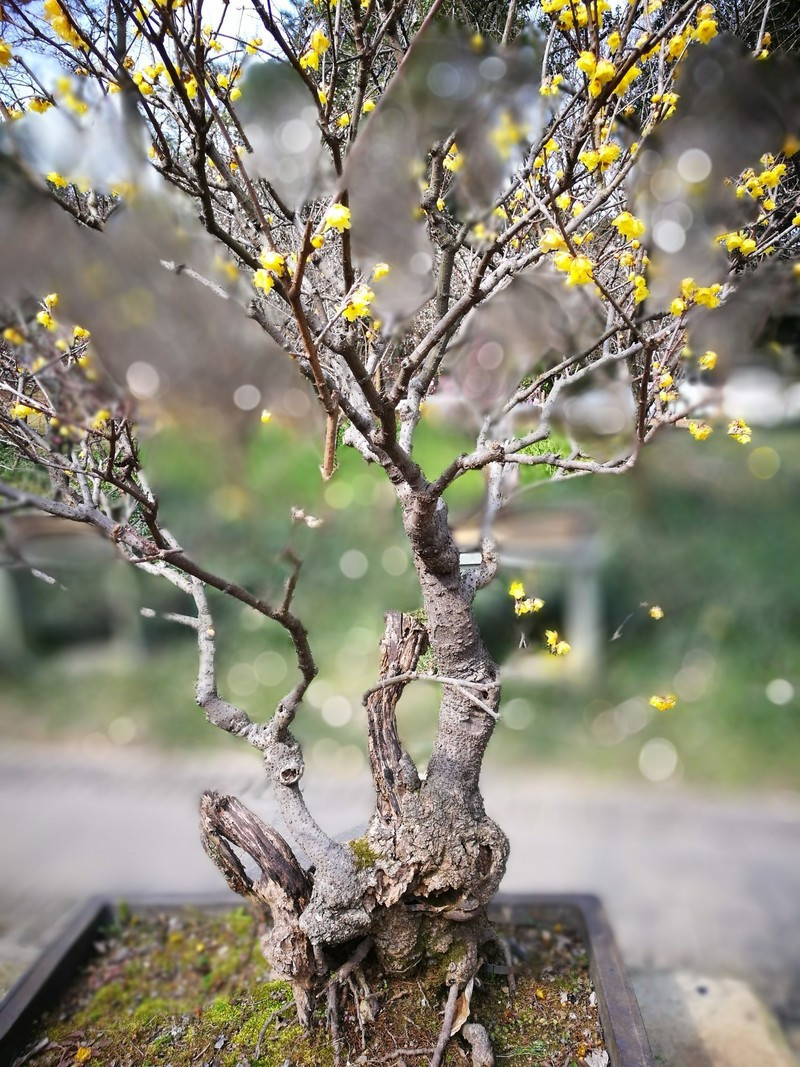 腊梅花盆景造型雅致