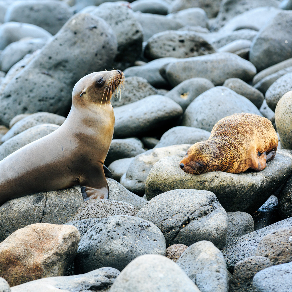 海狮(sea lion)