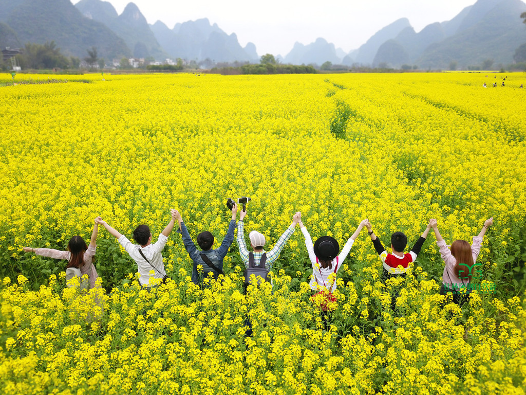 自驾游桂林阳朔航拍遇龙河油菜花,500米高空俯瞰已不能只用最大来