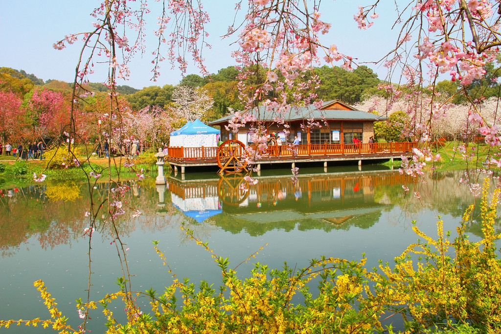 武大樱园樱花美 东湖樱园樱花艳 2018年樱花季武汉赏樱小记