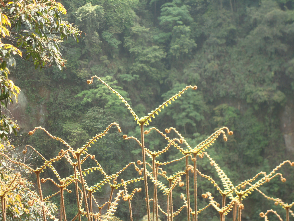 隐藏在荣县深山里的花龙沟竹海 - 自贡游记攻略【携程