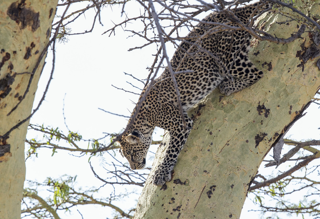 凭借锋利的爪子,矫健的身手,花豹可以长时间九十度垂直地挂在树上.