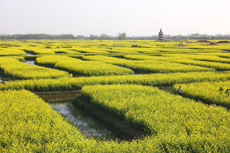 兴化千垛菜花景区