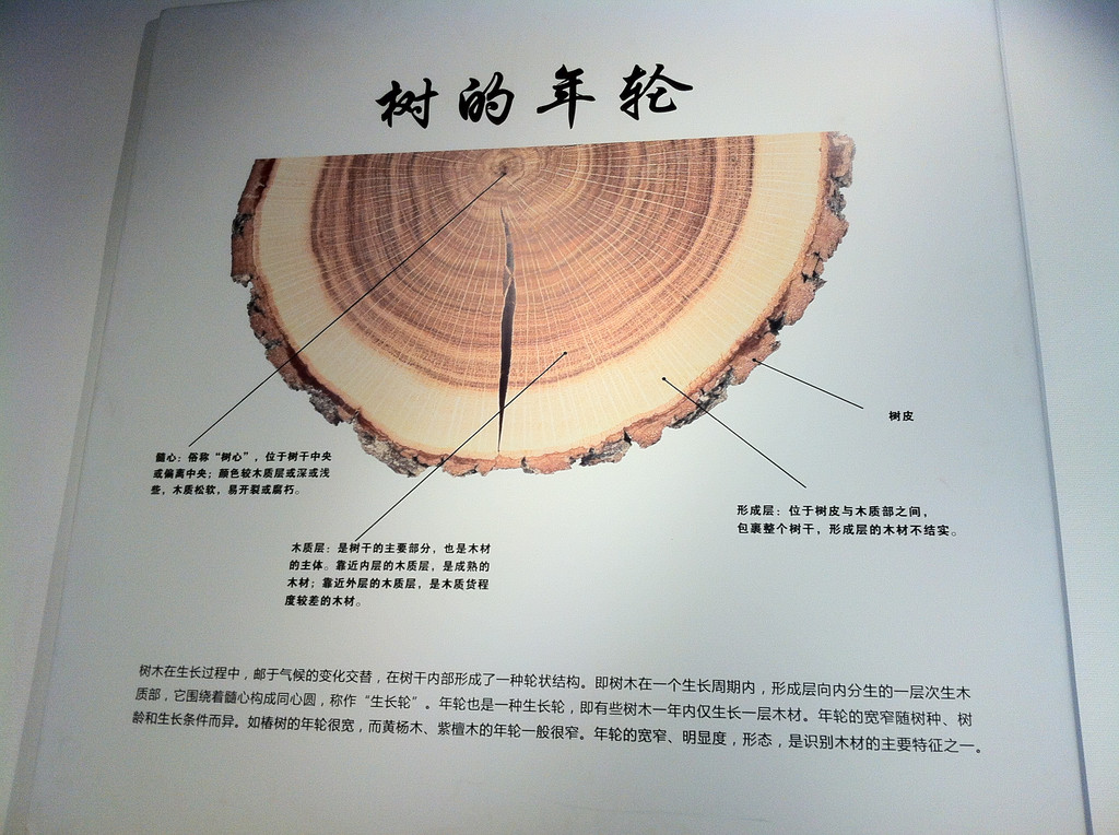 木文明馆-教你看懂树的年轮