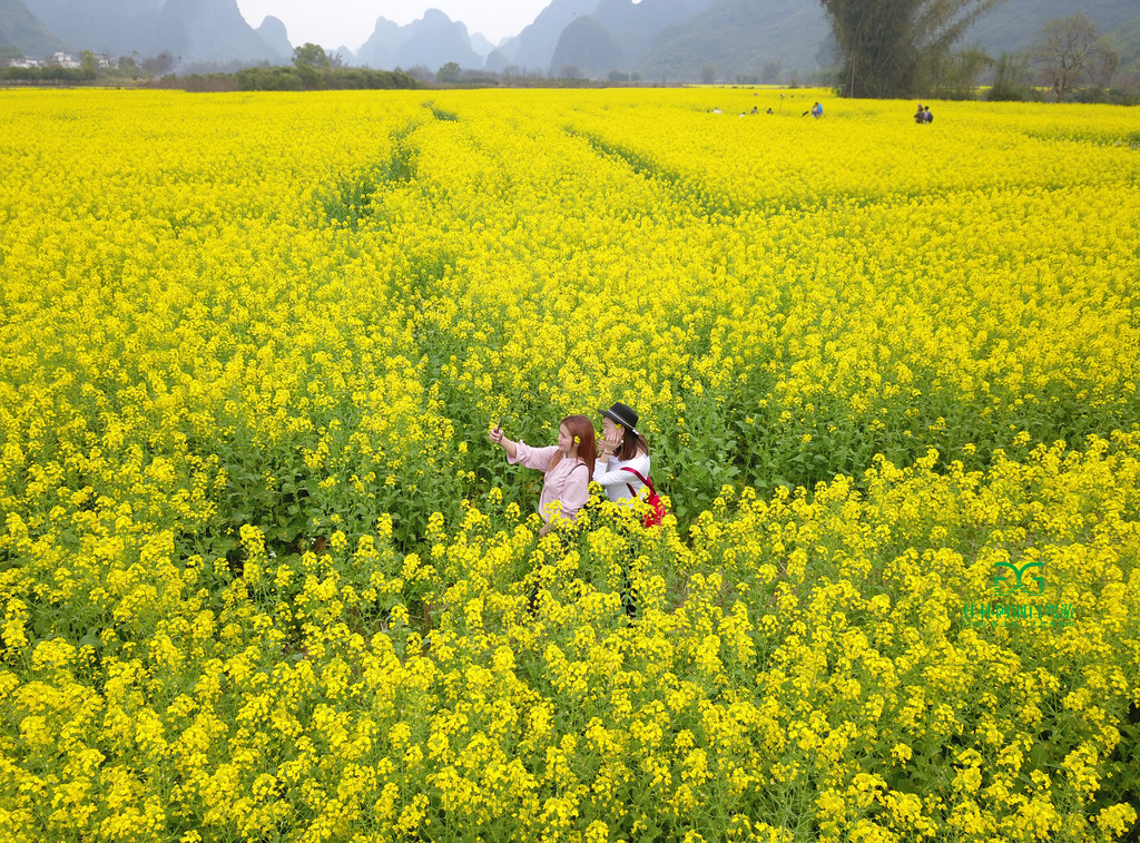 自驾游桂林阳朔航拍遇龙河油菜花,500米高空俯瞰已经不能只用最大来