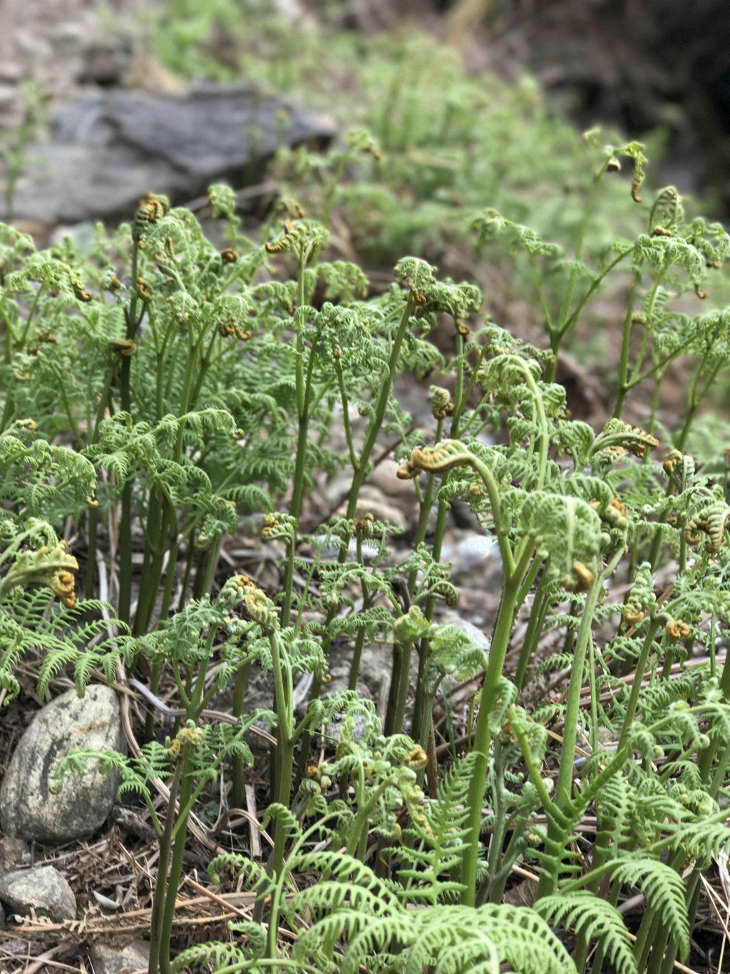 这里生长着很多野蕨菜