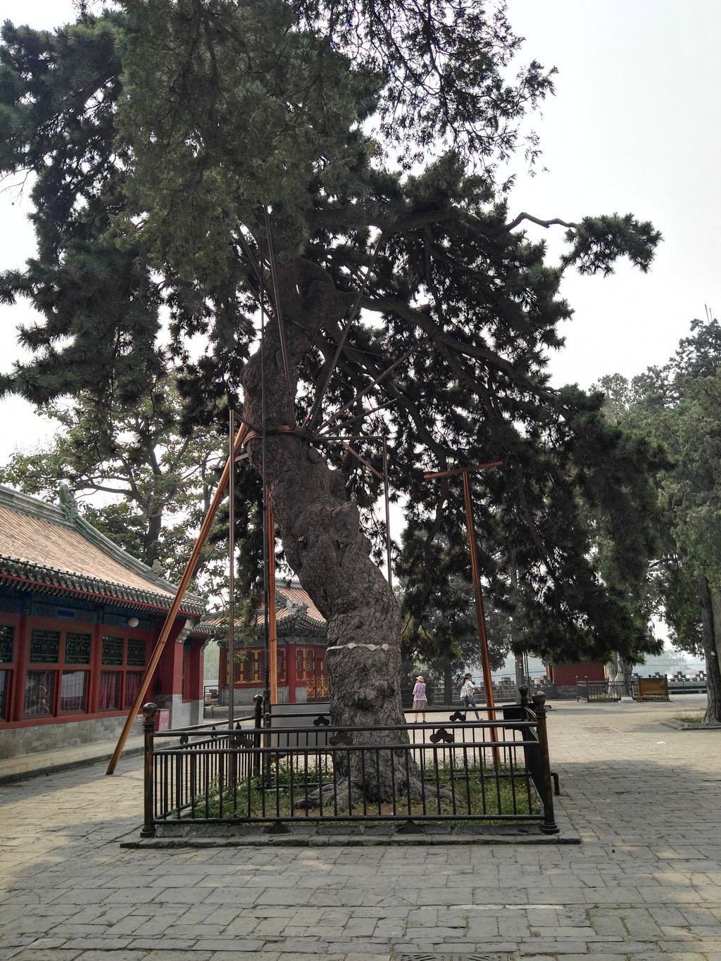 帝王树,北京潭柘寺的大殿前,有一棵银杏树.