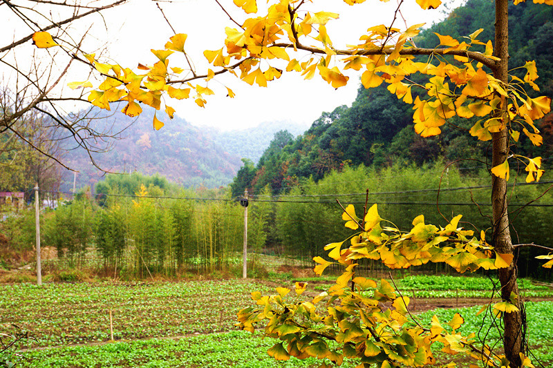 层林竟染的原野.