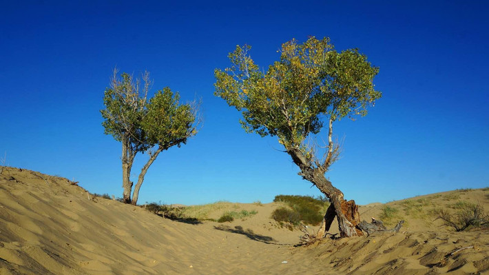 白沙湖四周全是沙丘,树木渐渐稀少,只有这两颗,好像是通往沙漠