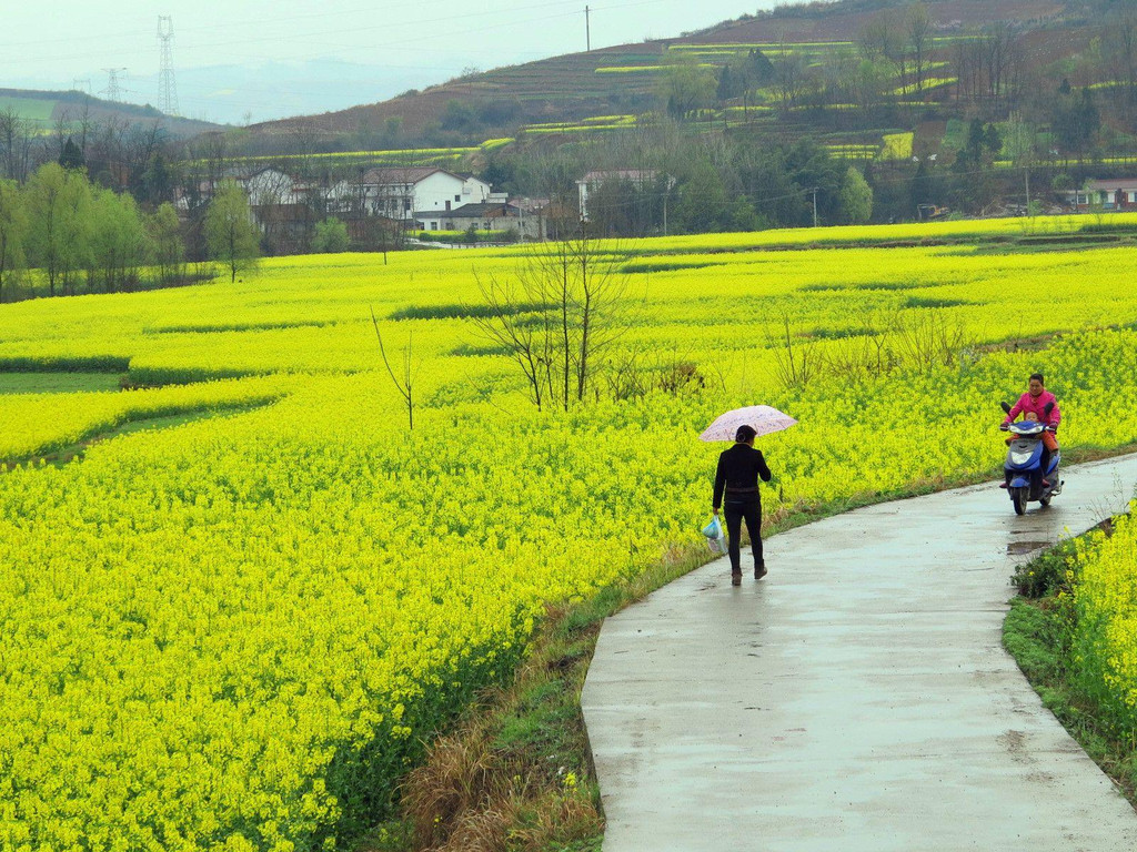 邂逅洋县油菜花海