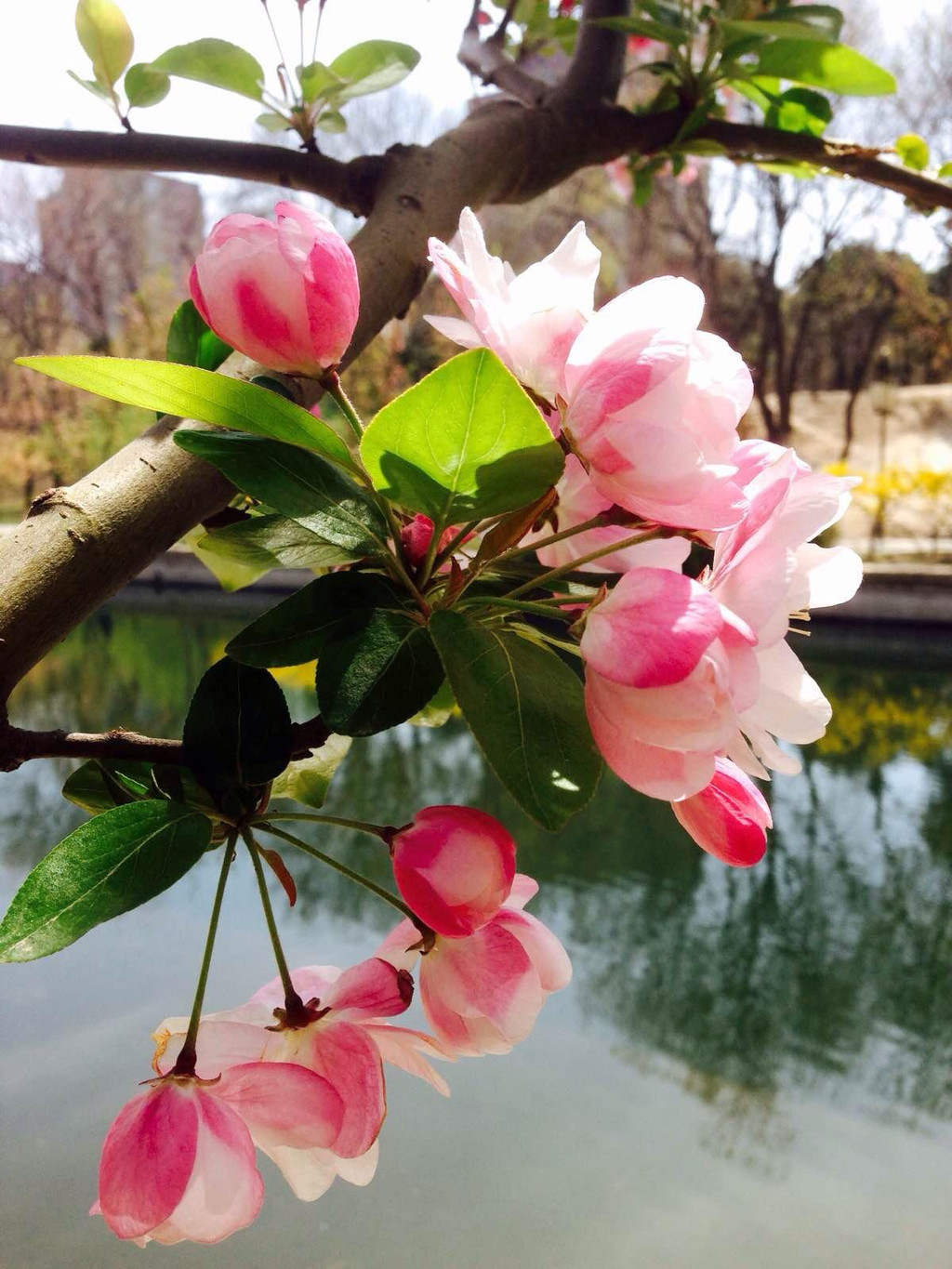 元大都遗址公园·海棠花溪