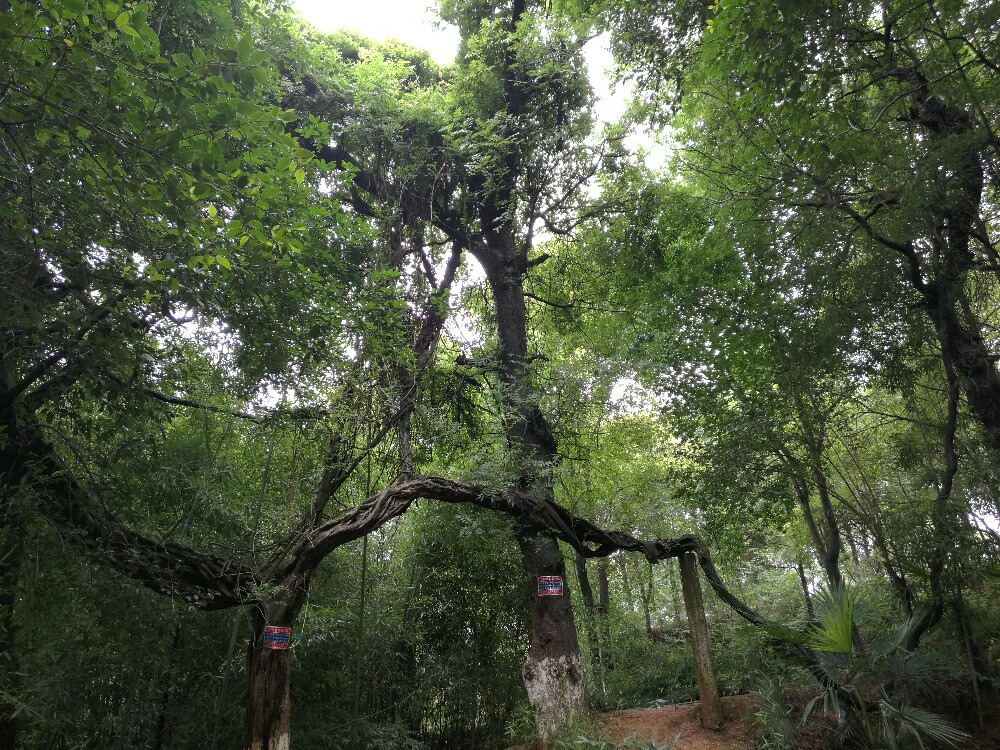 草堂院内,茂林修竹,绿荫如盖,有一株古藤,铁骨盘旋,蜿蜒上升,俗称"