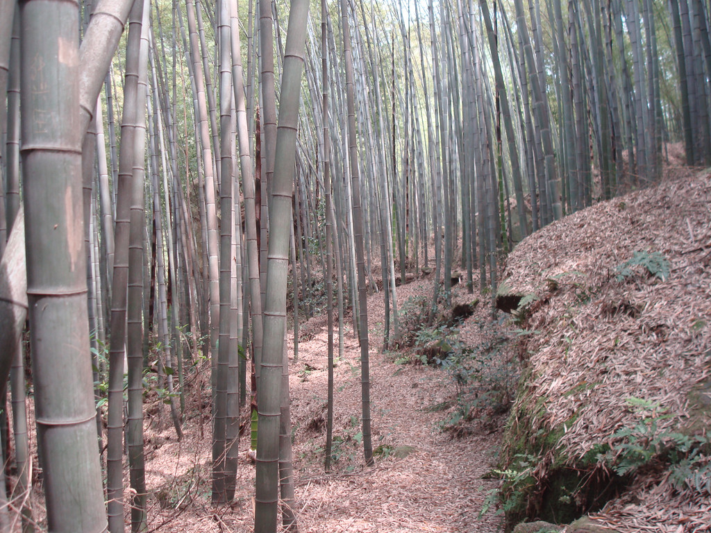 隐藏在荣县深山里的花龙沟竹海