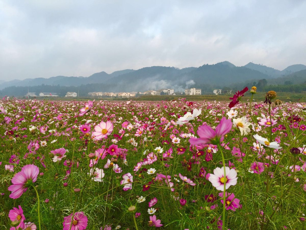 美丽的乡村---小河湾---旧州花海