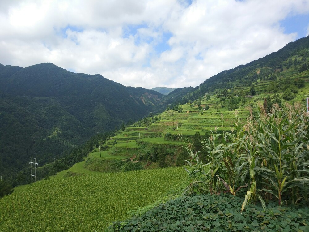 贵州雷山开屯梯田游记