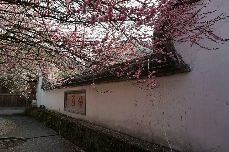 与梅花结缘的福州林阳寺