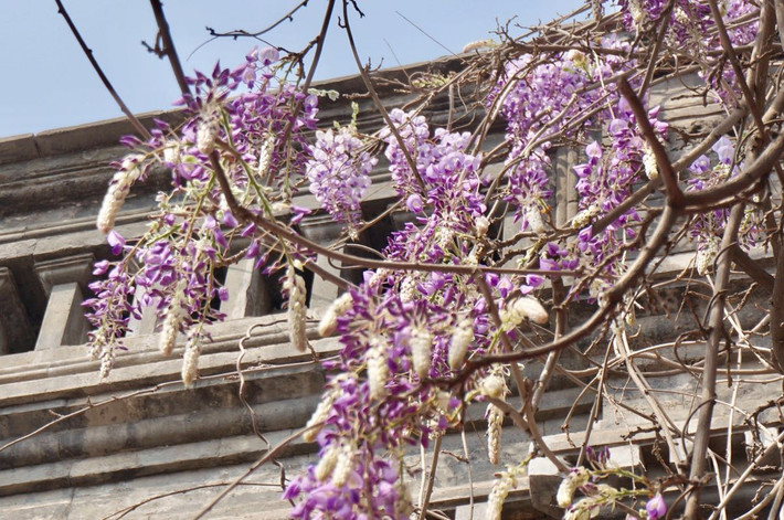 草堂古藤半树花,纪晓岚故居