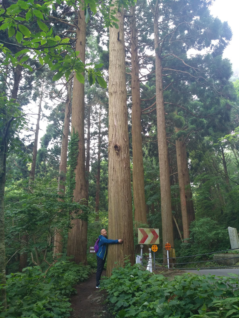 登函馆山沿途众多参天大树