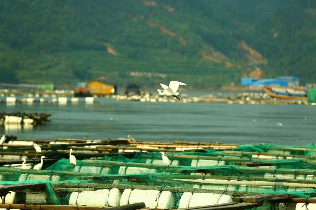 霞浦东安岛