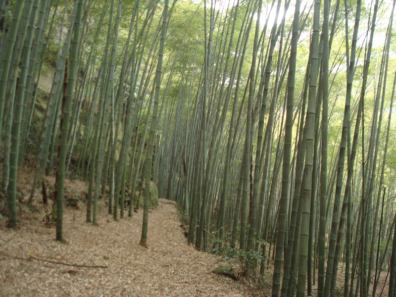 隐藏在荣县深山里的花龙沟竹海 - 自贡游记攻略【携程