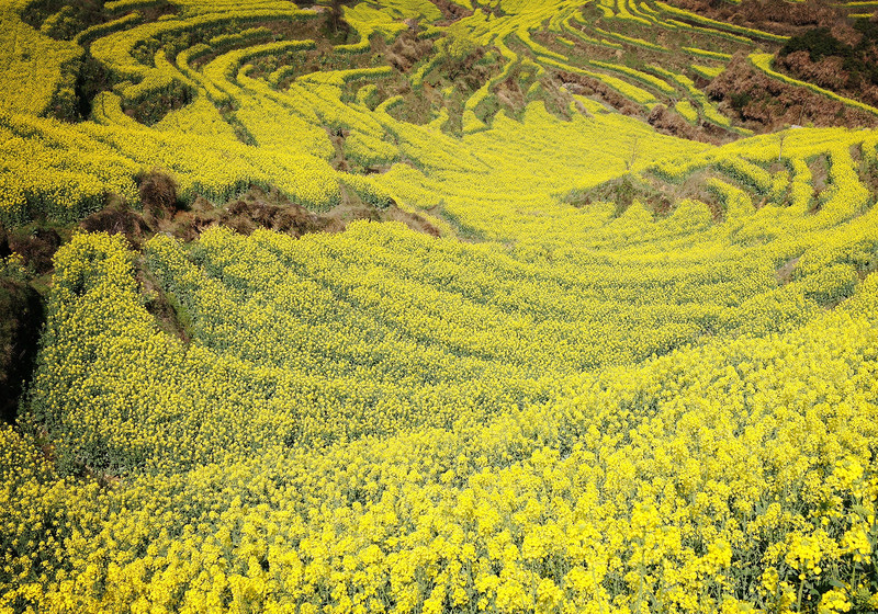江西婺源(四天三晚慢旅看最美油菜花,附景点介绍和民宿推荐)