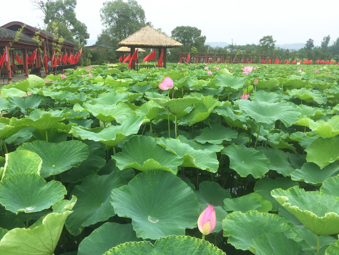 夏天来了,泸县龙桥百花洲 赏荷花,看灯展