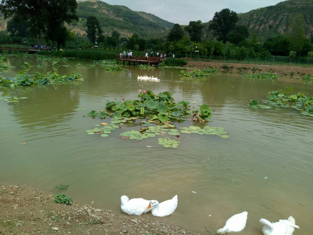 宁县湘乐莲花池