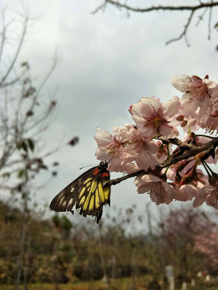                蝴蝶的点缀,樱花