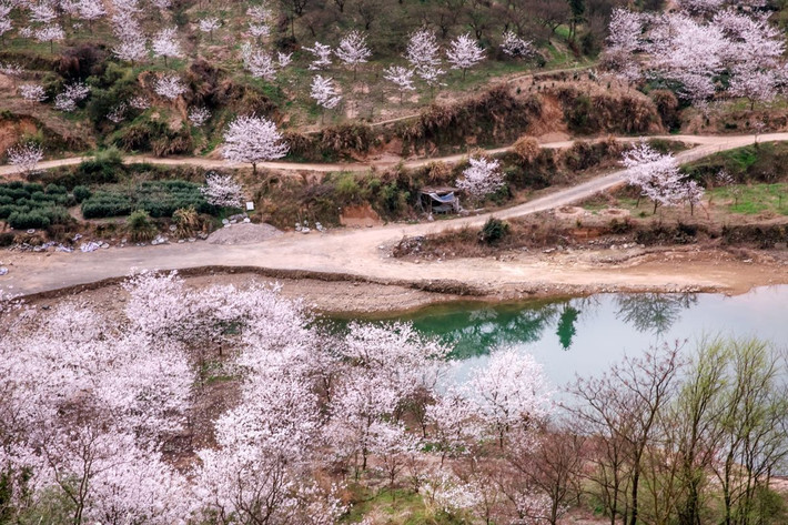 清潭坑樱花