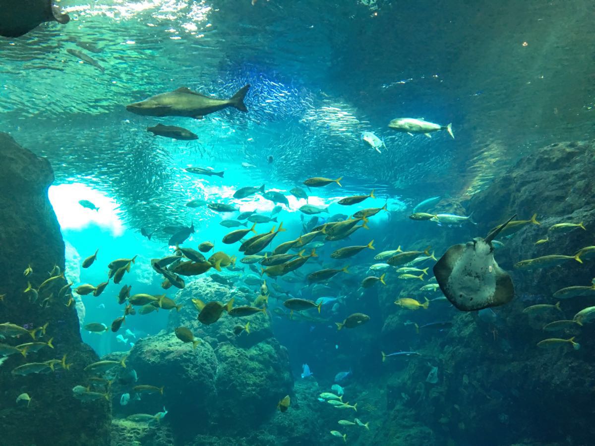 实拍海昌海洋公园水母馆 缤纷绚丽令人称奇_photo