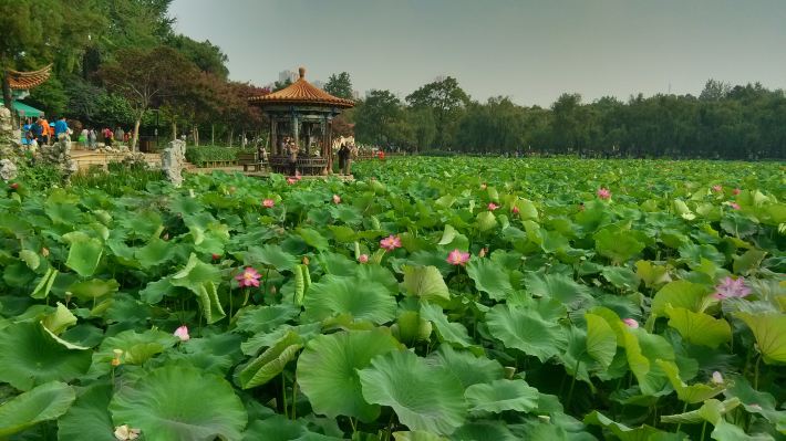 大观楼荷花节即将开幕 - 昆明游记攻略【携程攻略】