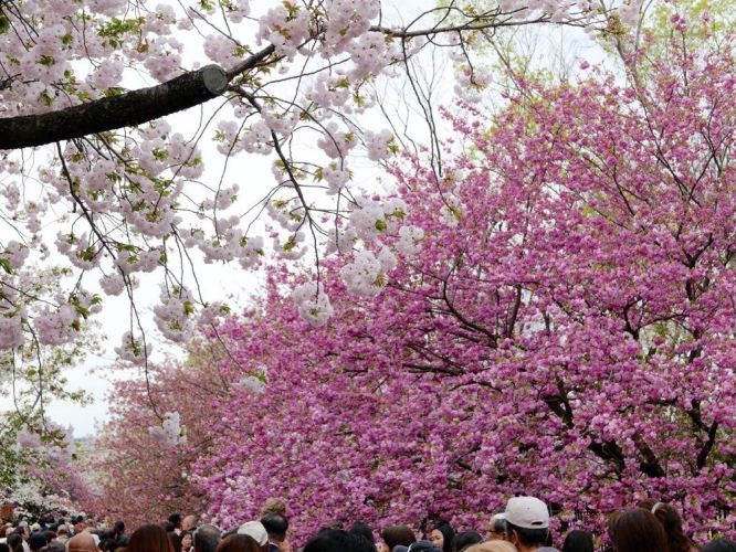 日本樱花之旅 - 大阪游记攻略