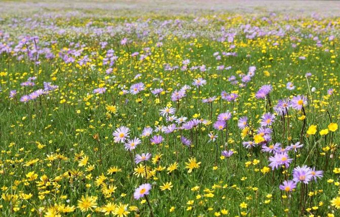 每年5月中下旬到7月,一望无际的大草原上,各种野花竞相开放,争奇斗艳.
