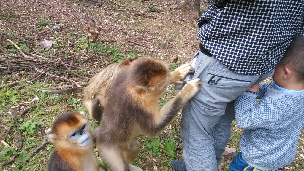 让小宝贝亲自体验了一把喂猴子,算是与大自然一次最亲密的接触.
