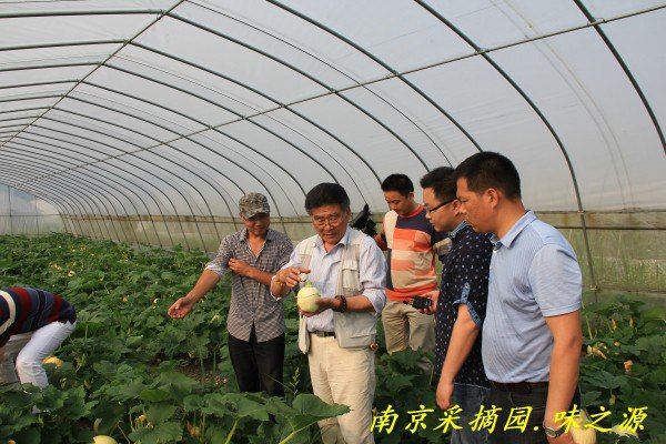南京蔬菜采摘园 体验采摘味之源药膳养生种植园